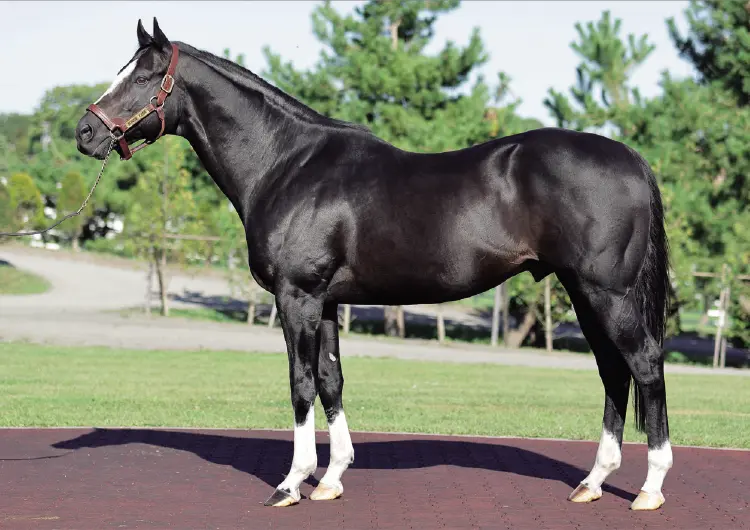 優駿スタリオンステーション 種牡馬 -2025- のご案内 - 優駿