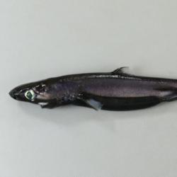 カラスザメ | 魚類 | 市場魚貝類図鑑