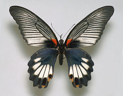 ナガサキアゲハ標本