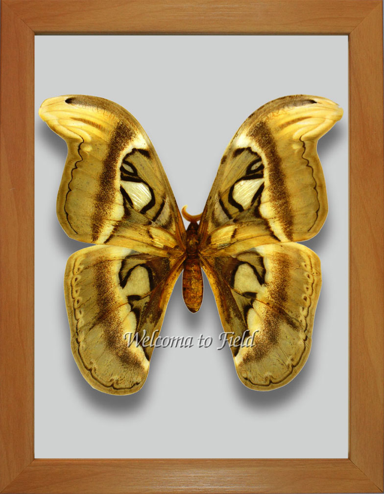 ヨナグニサン蛾標本☆タイ産☆ 224mm 大型迫力美麗標本。 凄く大きい