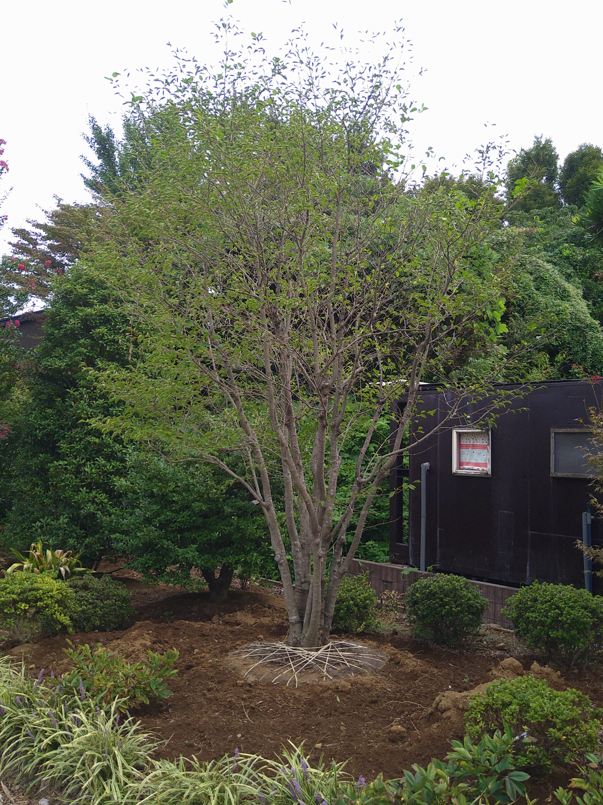 アオハダ株立ち 青肌 青膚 大型商品 美品 販売 埼玉 安行 25－2－2