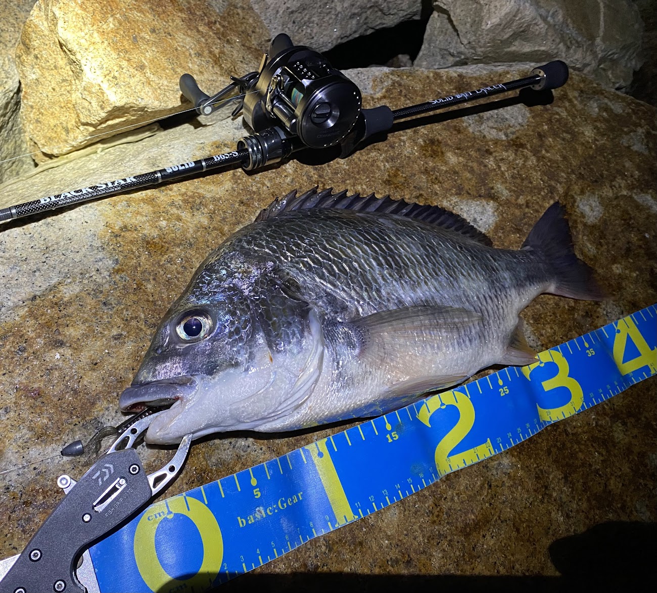 インプレ】ゼスタ ブラックスター ソリッド ベイトランサーB65-S