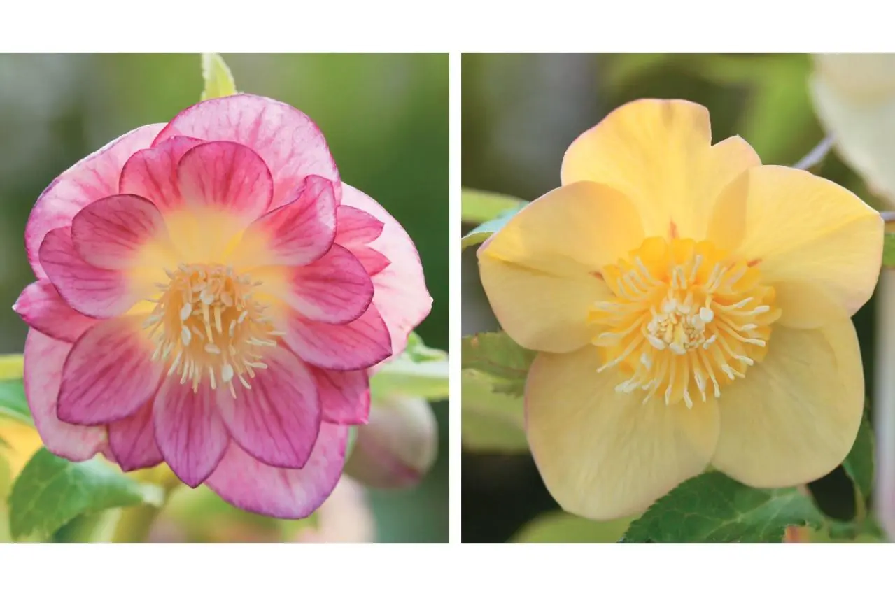 2026年冬に注目の【クリスマスローズ】明るい花色で人気のオーレア系を