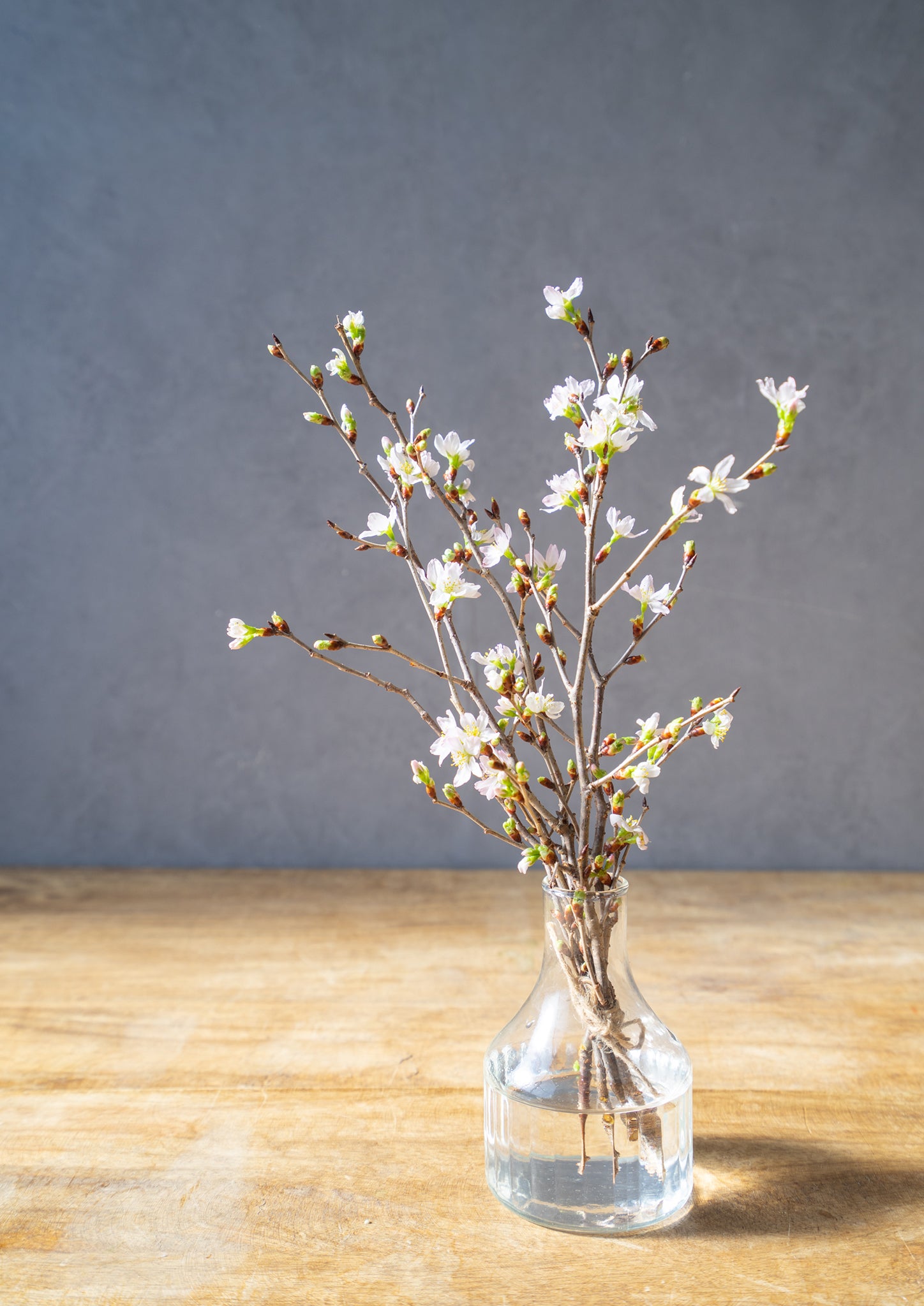 啓翁桜 30cm 5本セット｜春を先取りするミニギフト・お家で楽しむ桜