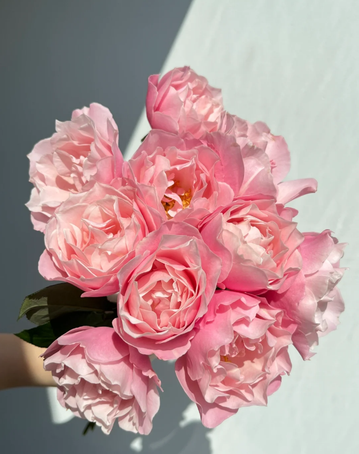 Daphne Rose Porcelaine d'Orient Rose KIMlaurel Rose 2Gal -