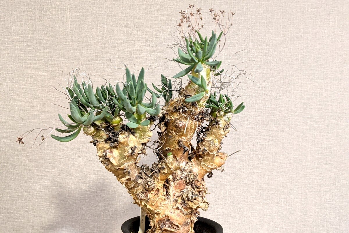 チレコドン・万物想（Tylecodon reticulatus）の育て方、栽培記録 – ゆるぷ