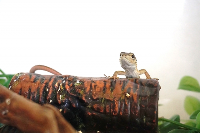 日本産トカゲ飼育】おすすめライト6選！レビューまとめ、便利な周辺