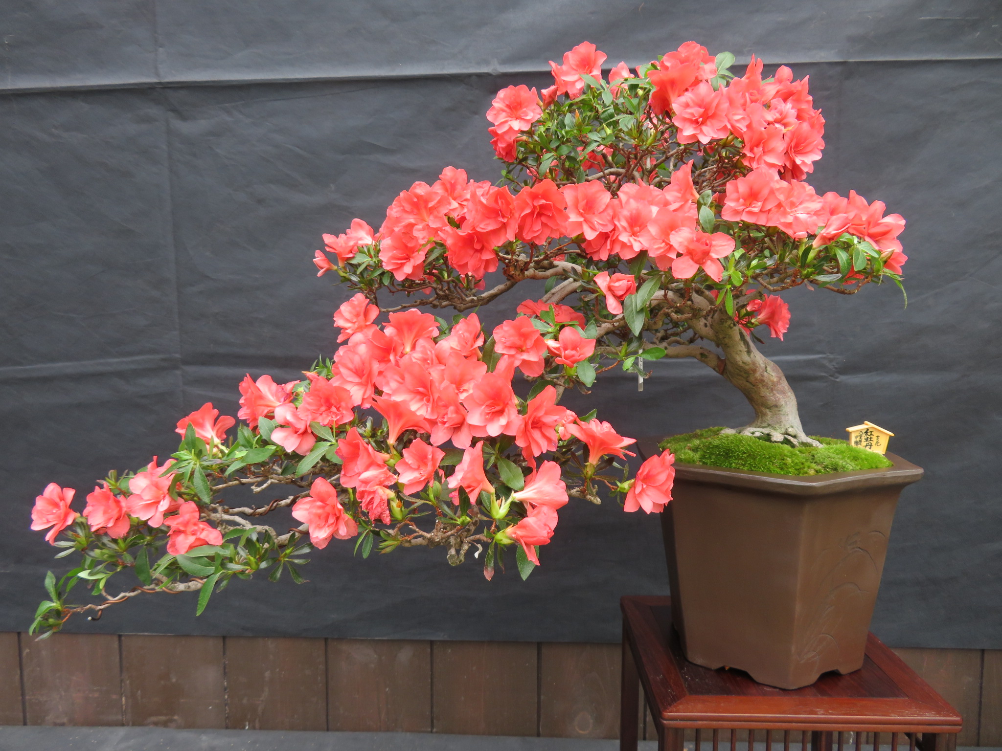 明日から【さつき花季展】開催です！ | 百合が原公園