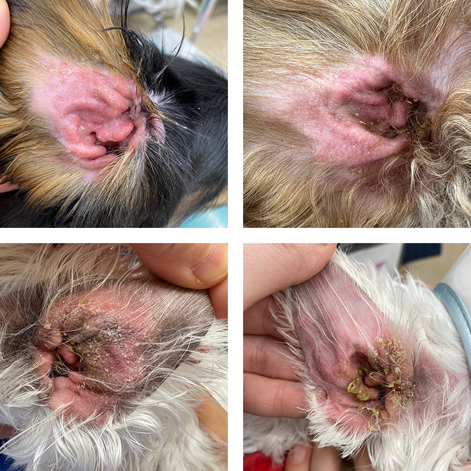 夕やけの丘動物病院 皮膚科専門サイト