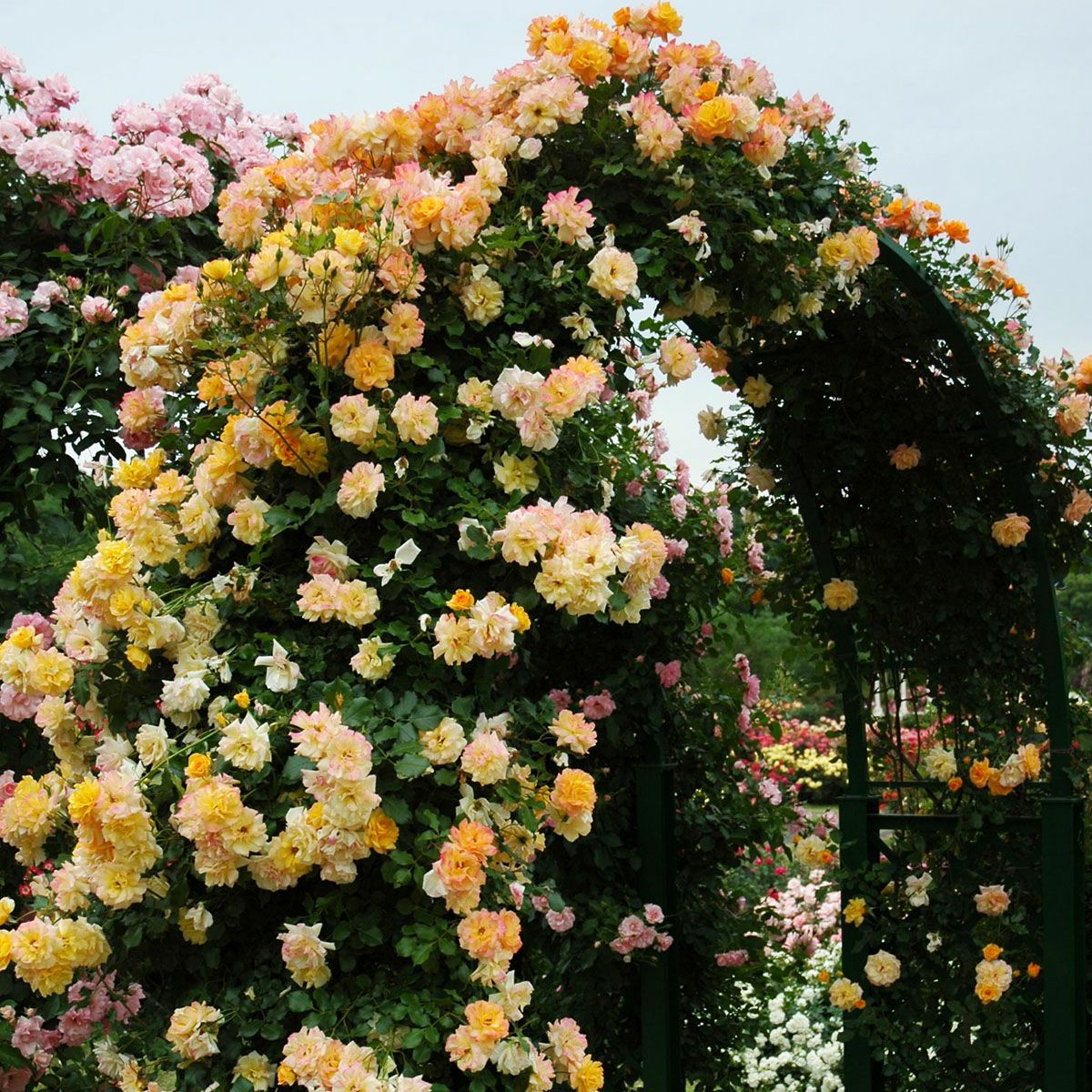 バラ苗 【サハラ'98】 (新苗植え替え) つるバラ 四季咲き 中輪 黄色系