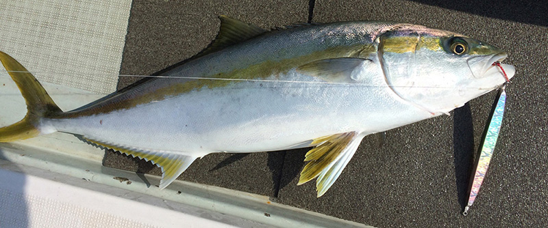 メタルジグ | ゼロドラゴン