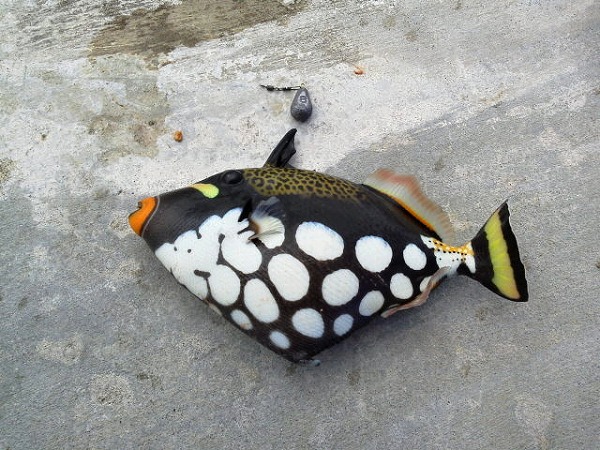 モンガラカワハギ(2012.11.14) - WEB魚図鑑