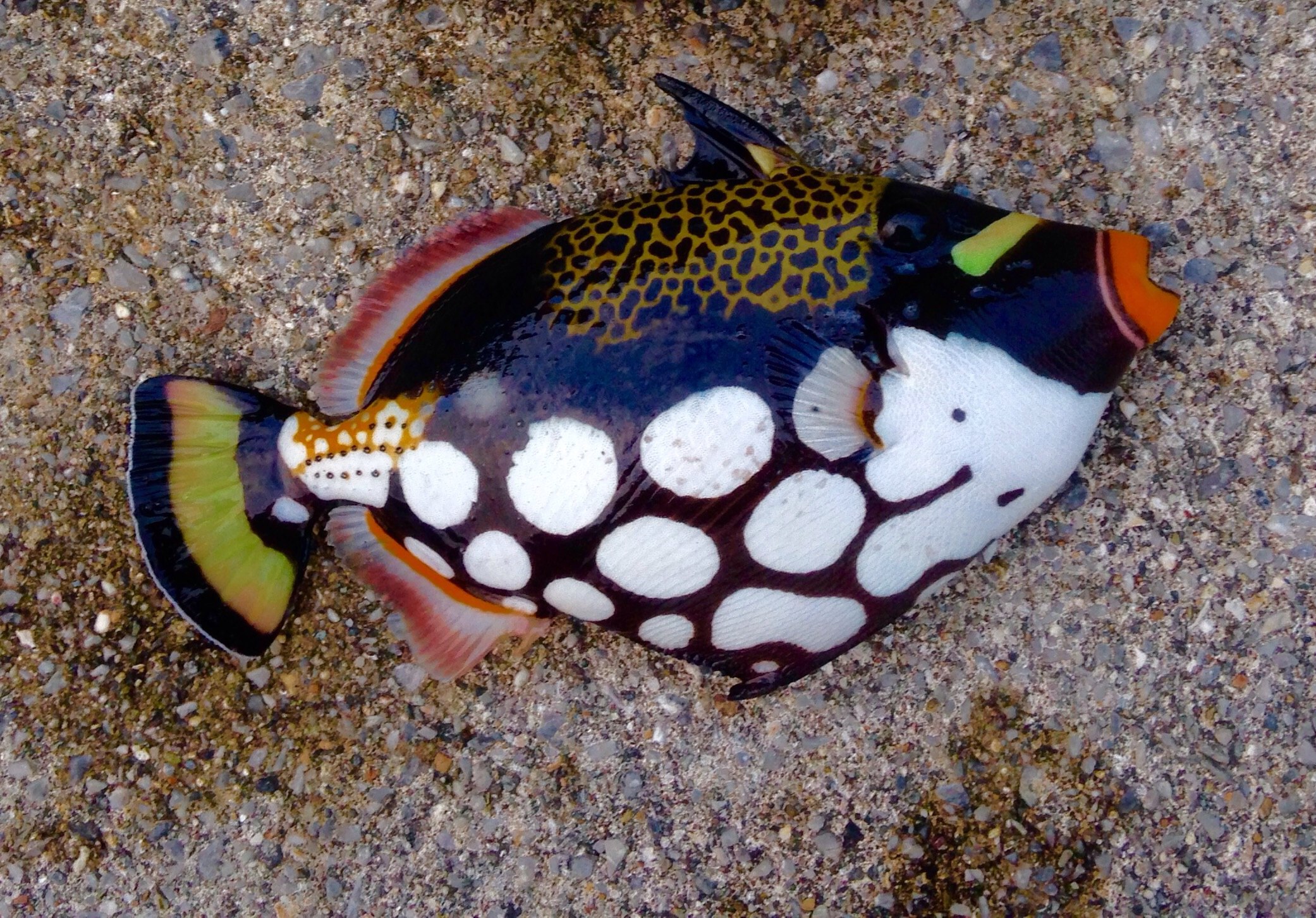 モンガラカワハギ(2015.05.01) - WEB魚図鑑