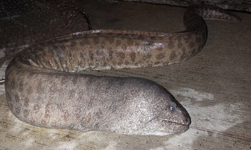 ウツボ科 - WEB魚図鑑