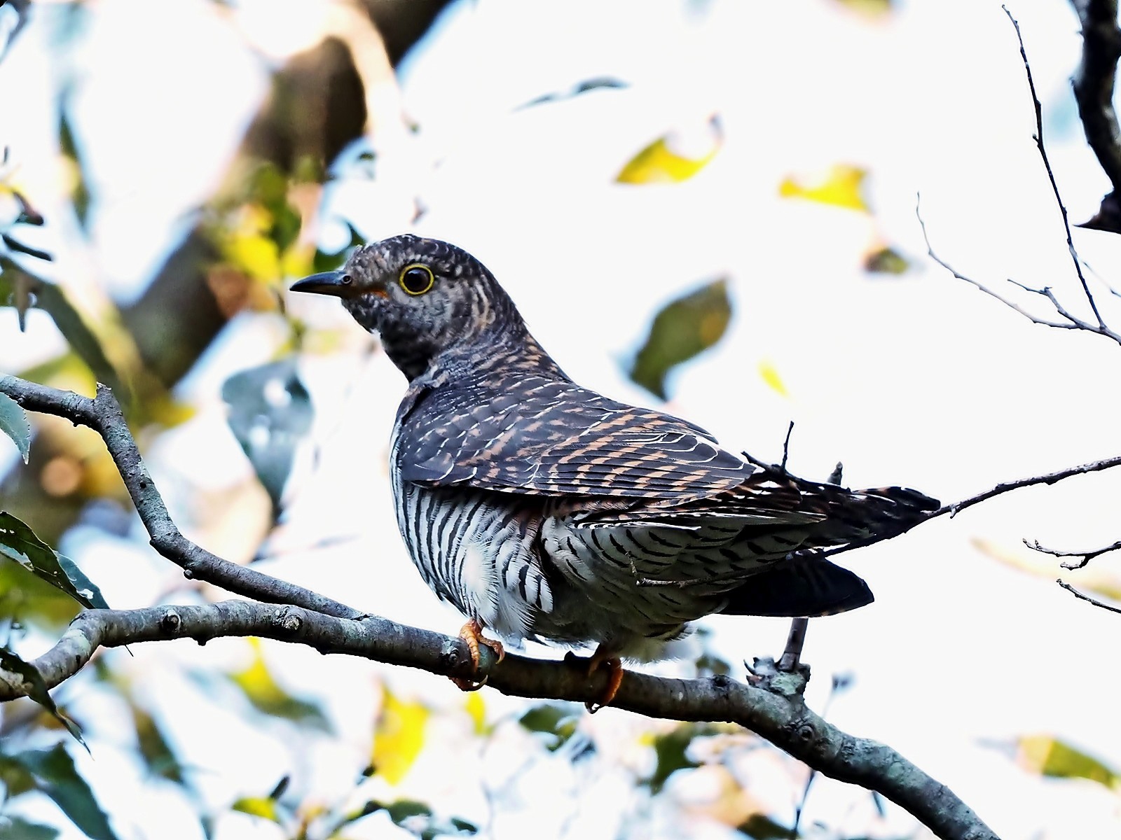 ツツドリ(2022.11.08) - 日本の野鳥識別図鑑