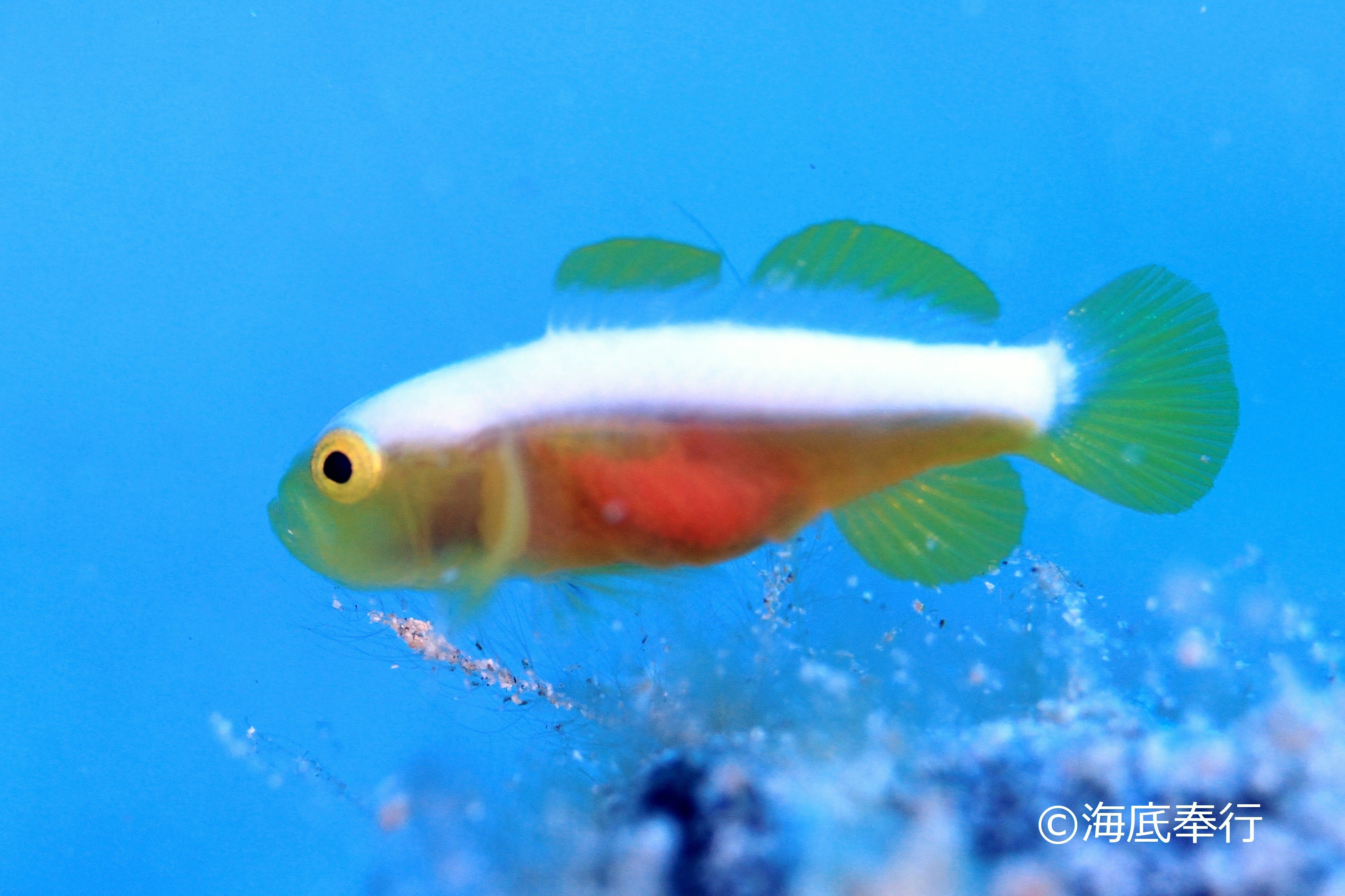 ナカモトイロワケハゼ(2023.05.02) - WEB魚図鑑