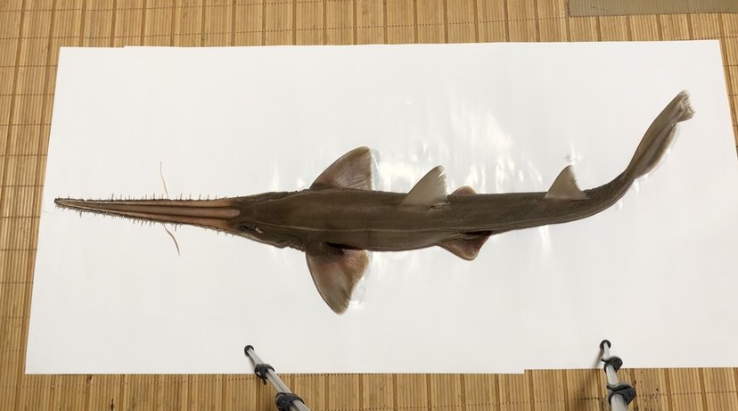 ノコギリザメ - WEB魚図鑑