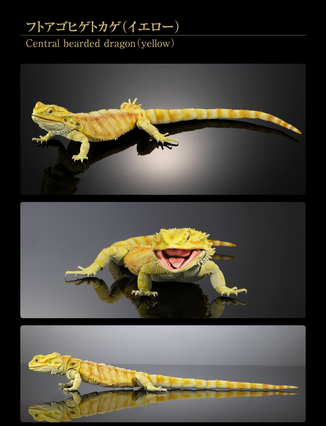 いきもの大図鑑プレミアム フトアゴヒゲトカゲ レッド&イエローセット
