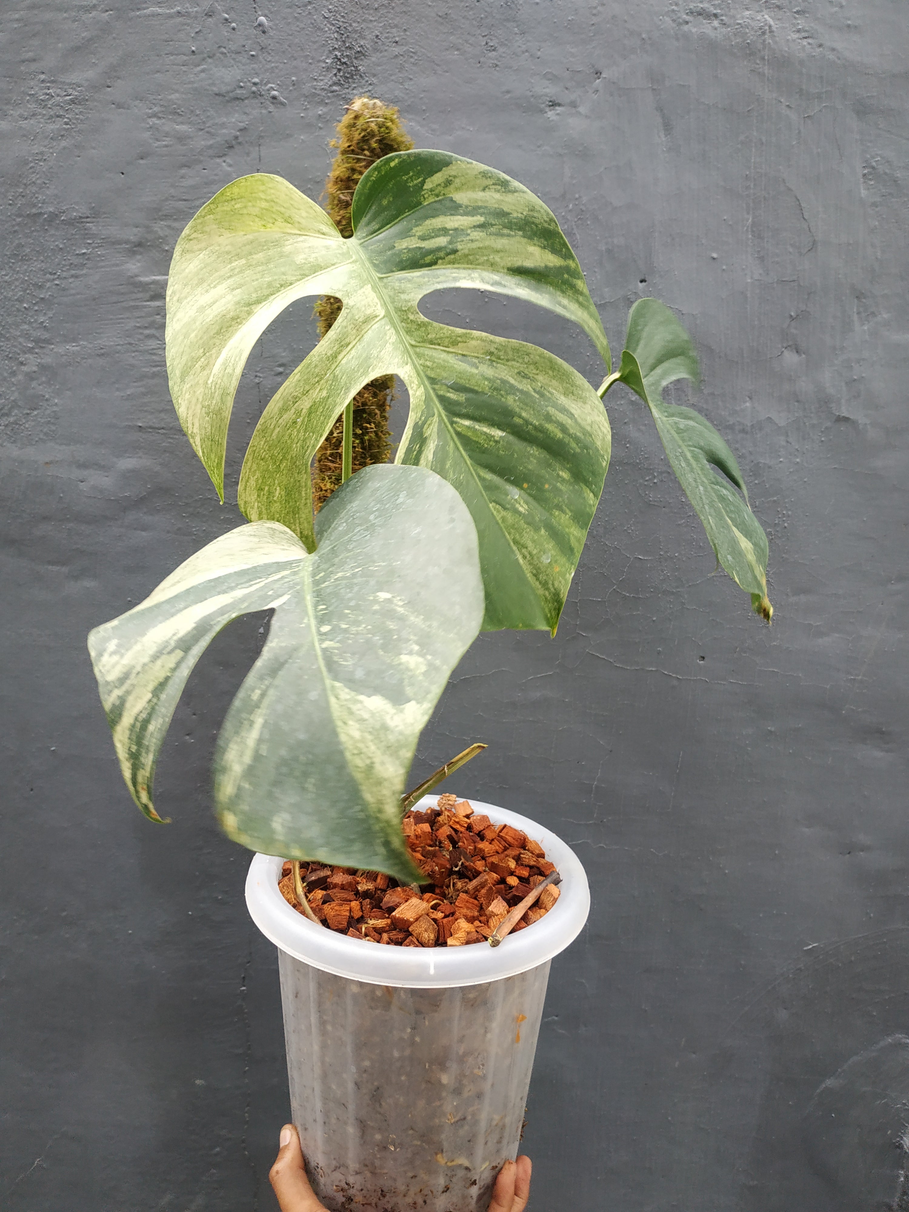 Monstera Deliciosa Mint Variegated – Giant Tropical Nursery