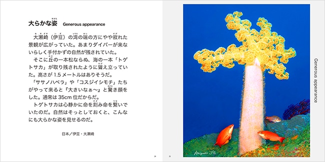 奇跡の海物語 伊東昭義｜求龍堂