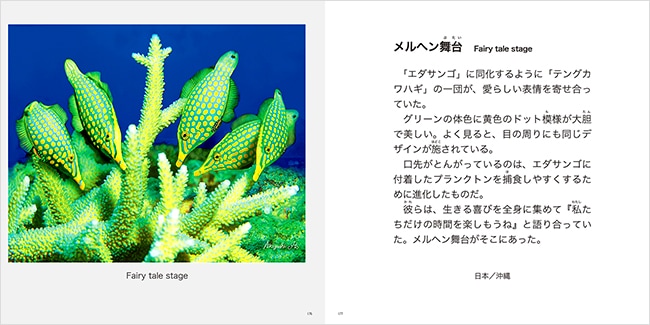 奇跡の海物語 伊東昭義｜求龍堂