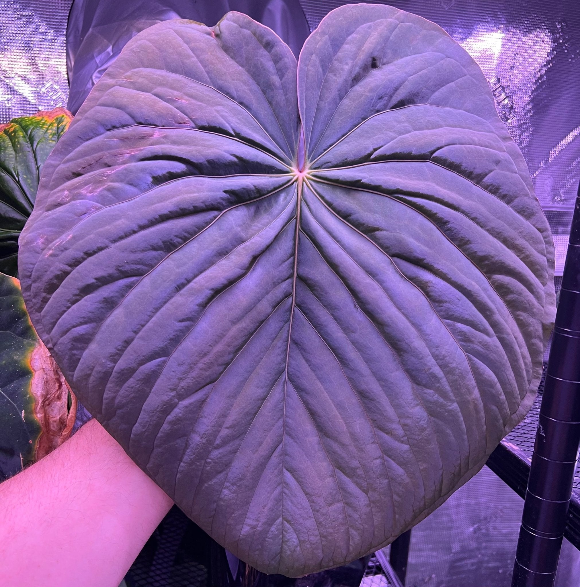 Anthurium kunayalense Care and Profile | Granthuriums