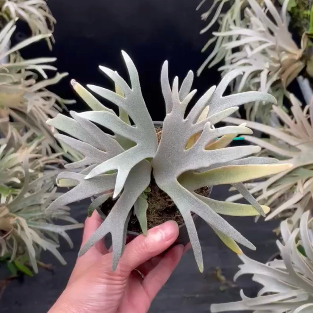 Willinckii Yellow Moon Spore - Rare Collectible Indoor Plant