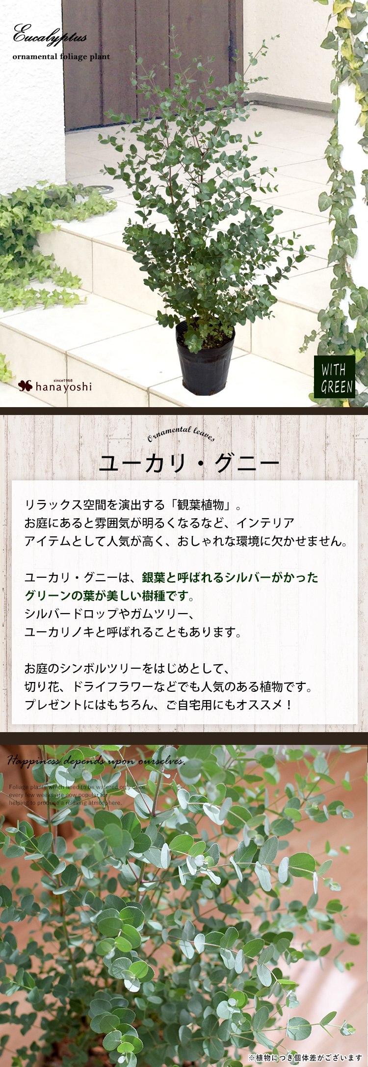 ユーカリ・グニー 鉢植え 観葉植物 ユーカリの木 10/7～11/中旬 お届け