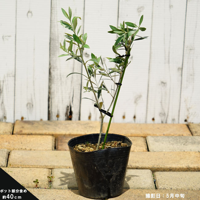 オリーブ ジャンボカラマタ 苗 おすすめ 苗木部 By 花ひろばオンライン