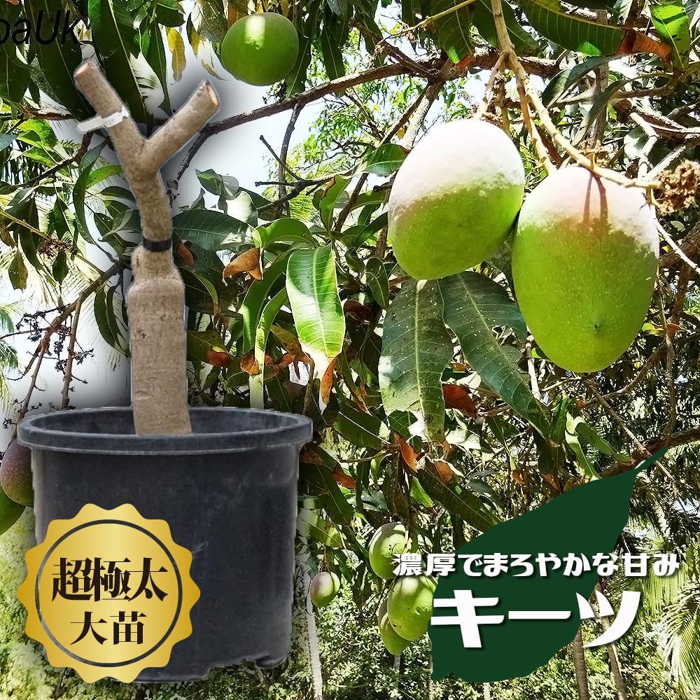 マンゴー チョカナン 苗 販売 苗木部 By 花ひろばオンライン