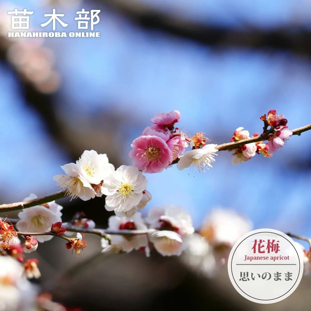 苗から育てるクリスマスツリー プンゲンストウヒ 4号ポット苗 【里の木