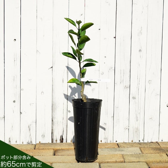 000000006433-04.jpg?size=l&w=