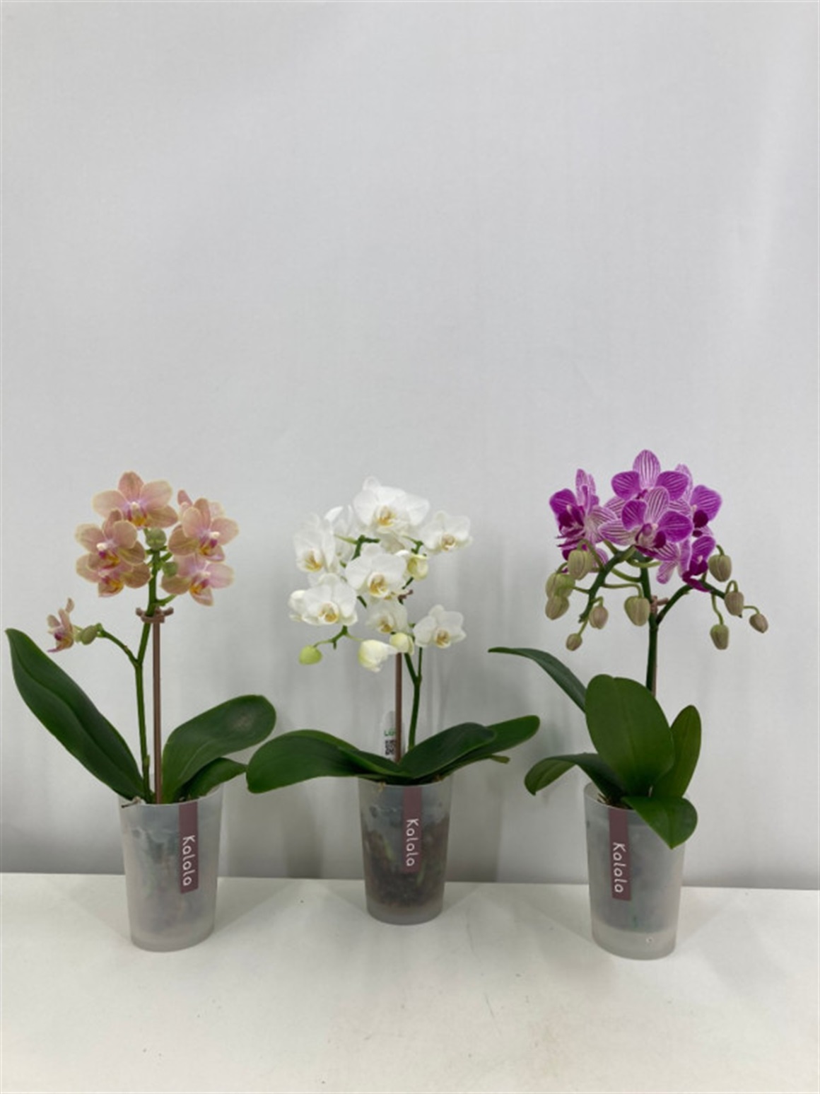 胡蝶蘭 ミディ カララ M 2寸 20入/ケース(プラ鉢) | 花のギフト通販