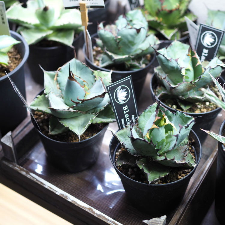 アガベ チタノタ 「レジェンド」（少し訳あり） 園芸ネット本店