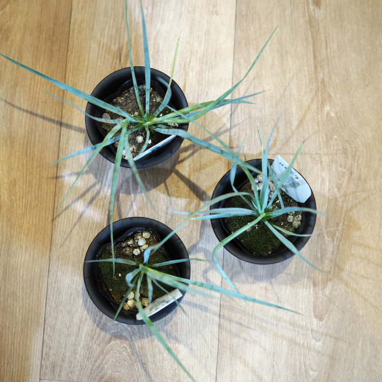 さ*な様 ユッカ ロストラータ Hybrid No.3 楽天市場】数量限定