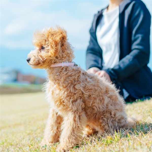 ドッグトレーナー講座|通信教育講座で資格なら「ヒューマンアカデミー