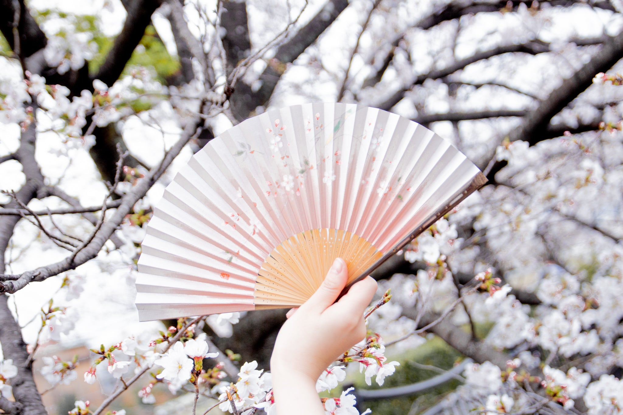 花詩 扇子セット（全3種類） – 白竹堂オンラインショップ