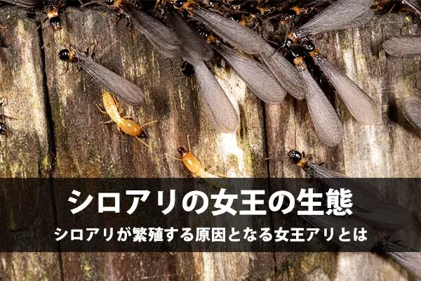 シロアリは女王アリを捕まえるだけでは駆除できない！女王アリの見分け