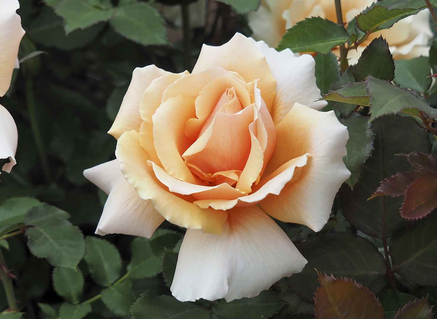 ジャスト ジョーイ – Just Joey | 姫野ばら園八ヶ岳農場