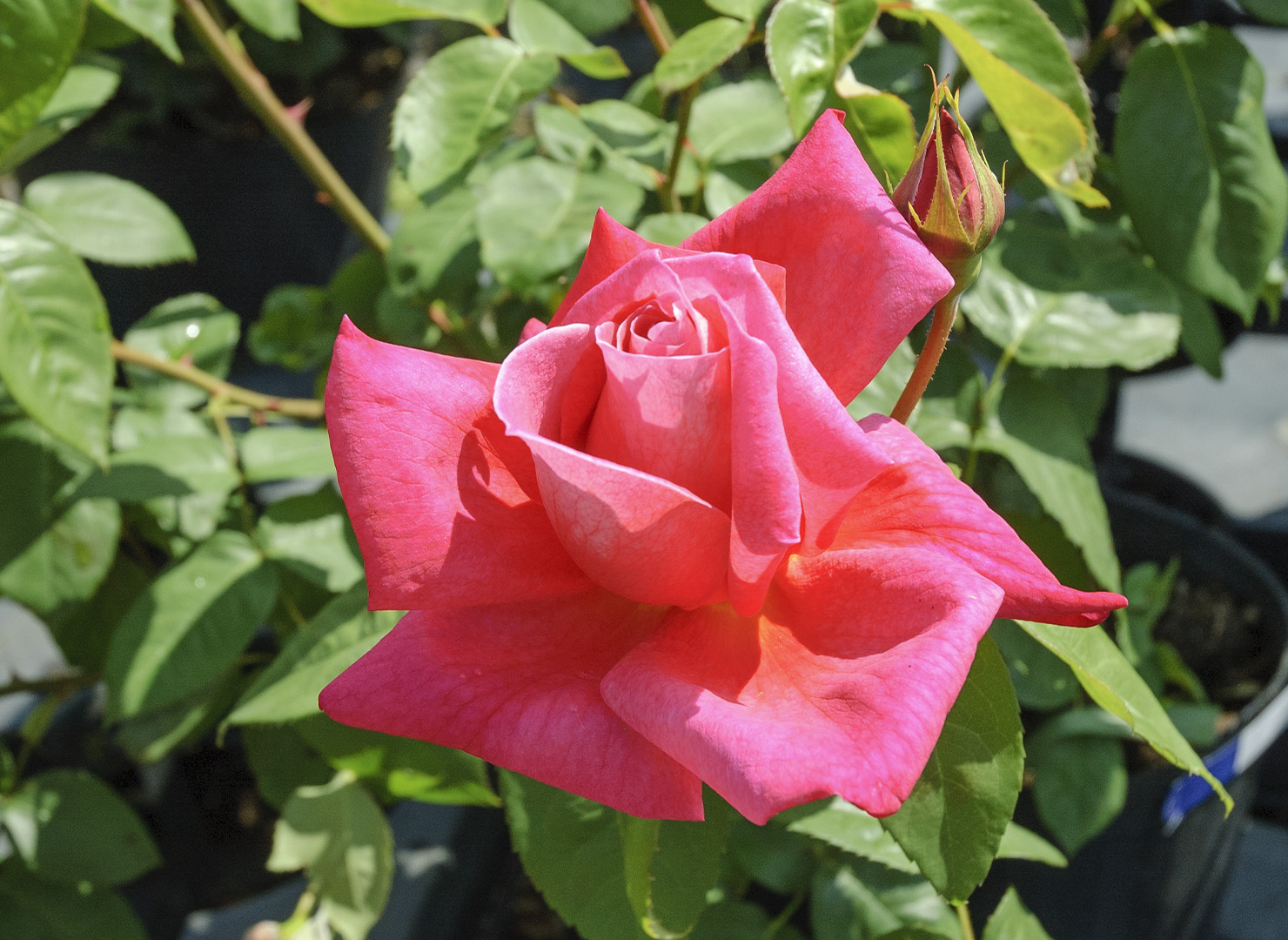 オペラ – Opera | 姫野ばら園八ヶ岳農場