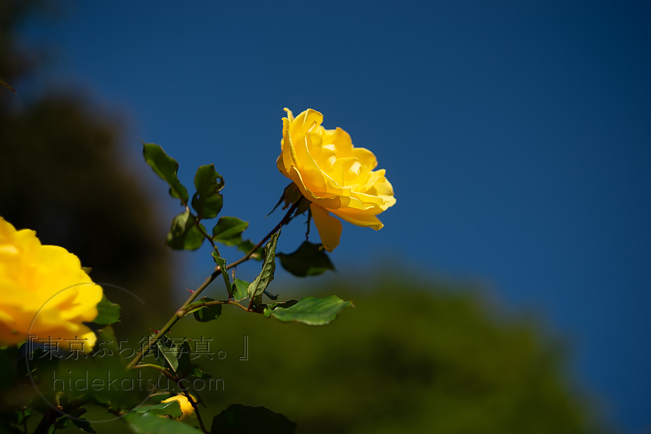 ぐるぐるボケと深いボケのロシアンレンズ Helios 44-2（ヘリオス）58mm