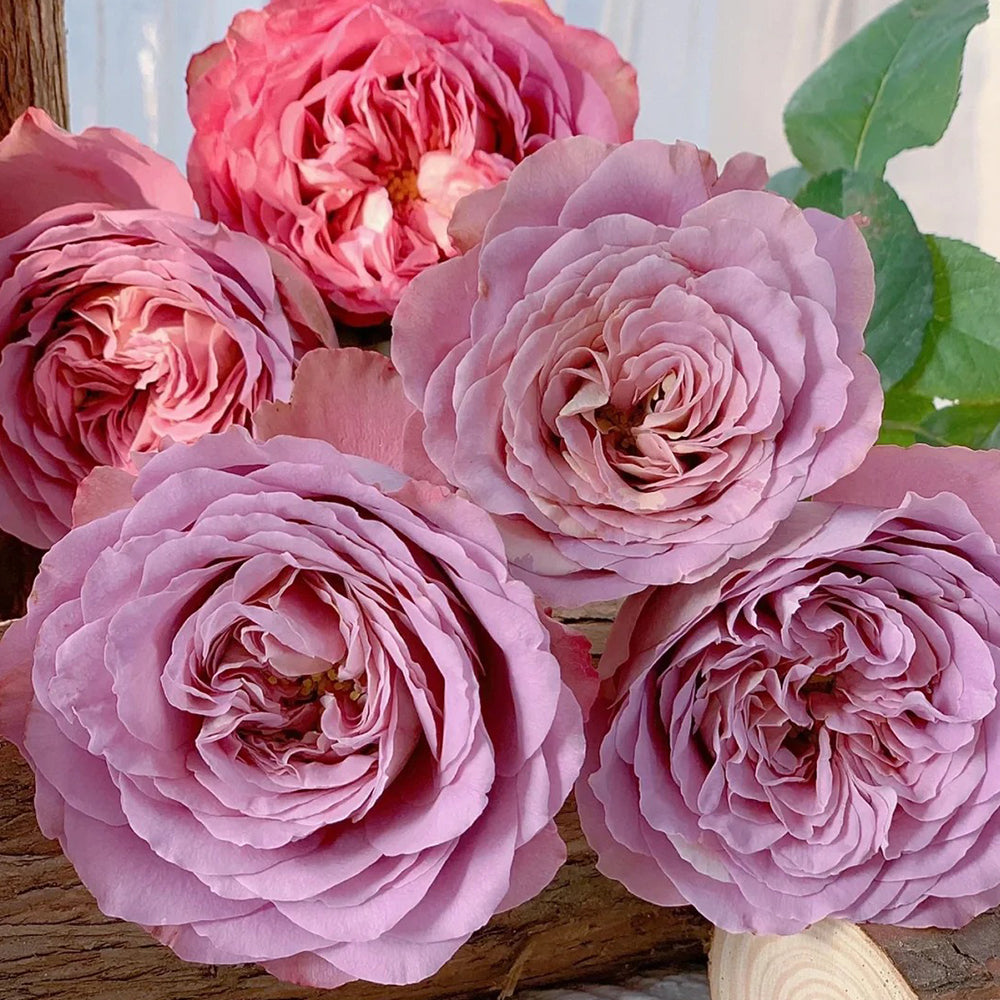 Solfa Japanese Florist Shrub Rose – Highgarden Roses