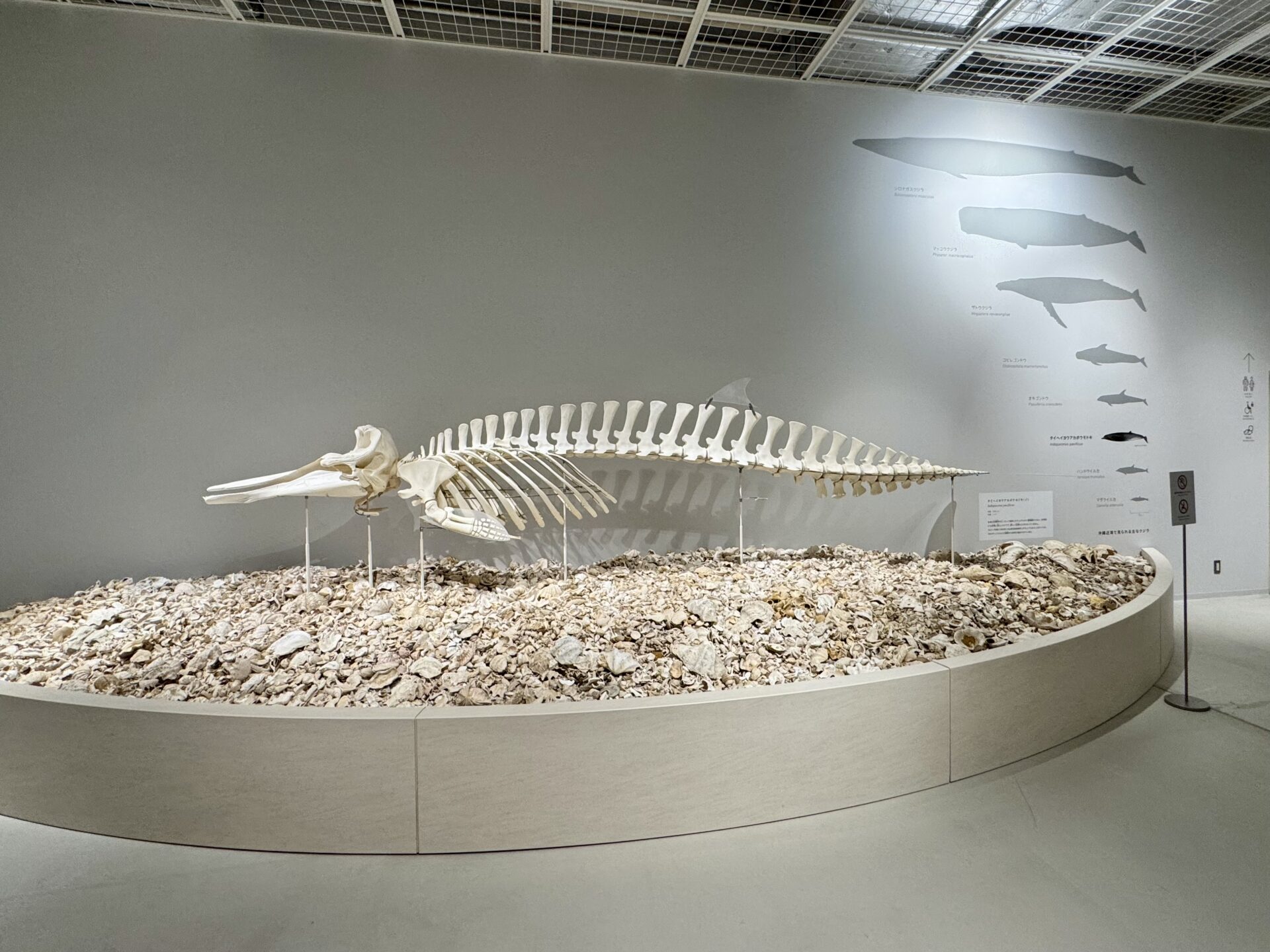 骨格標本 ヒゲクジラ ミンククジラ 椎骨 特大 骨格標本 ヒゲクジラ