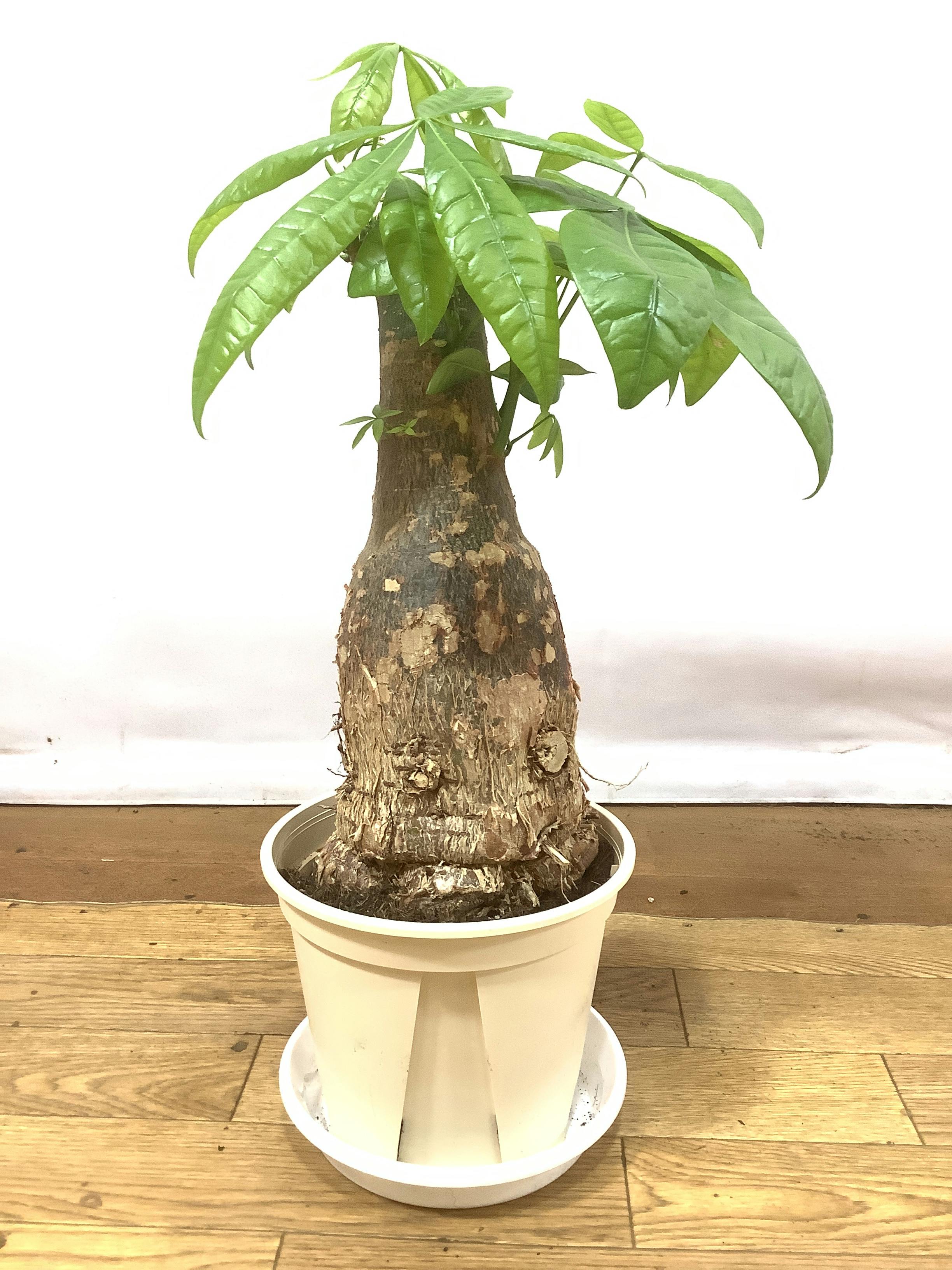 観葉植物 パキラ【55cm】6号 極太 プラスチック鉢 #69605 | 観葉植物