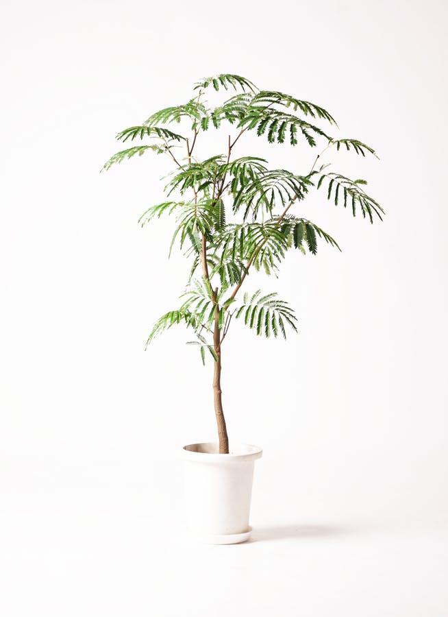 観葉植物 エバーフレッシュ 8号 ボサ造り サブリナ 白 付き | 観葉植物