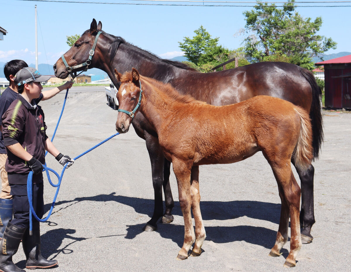 史上初無敗3冠牝馬デアリングタクトの今…引退後に北海道で繁殖入り 3