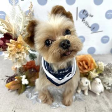 犬 × 富山県 × ヨークシャーテリアの里親募集一覧｜ハグー -みんなの