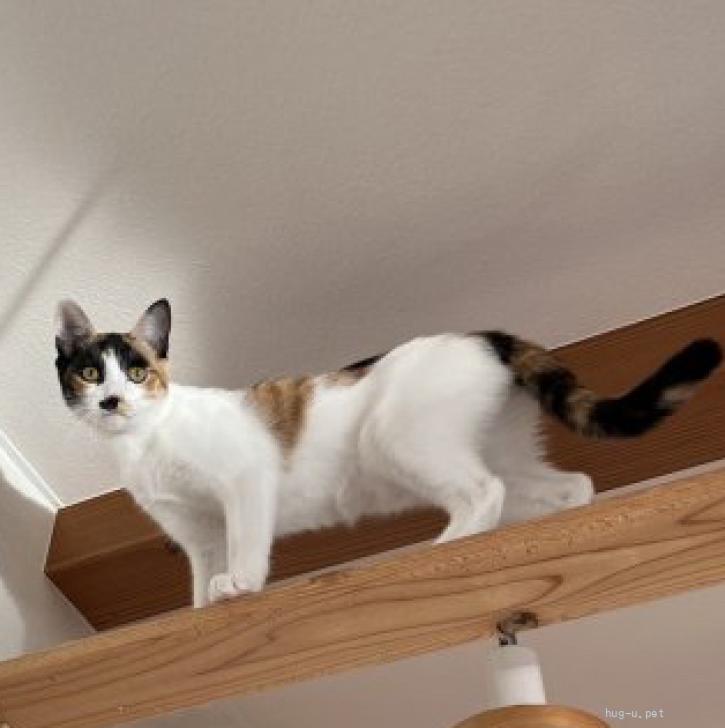 猫の里親募集】和歌山県・雑種・美人三毛猫 ひまわりちゃん。（ID:2506