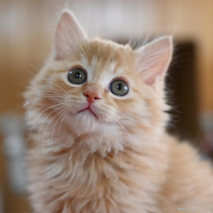 猫の里親募集】神奈川県・雑種・ふわふわした茶トラ長毛くんです♪（ID