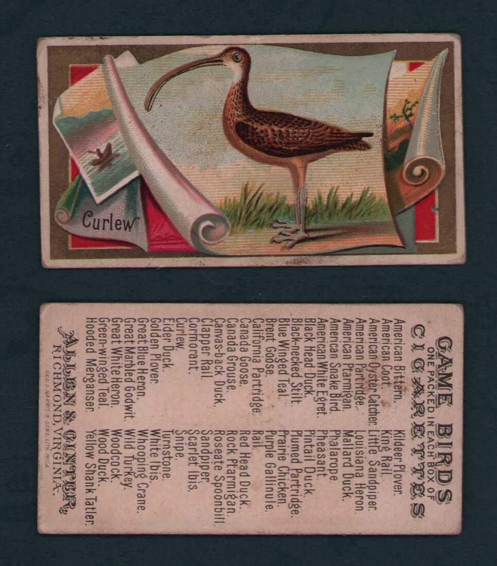1889 Allen & Ginter - N13 Game Birds Tobacco Cards - U Pick | eBay